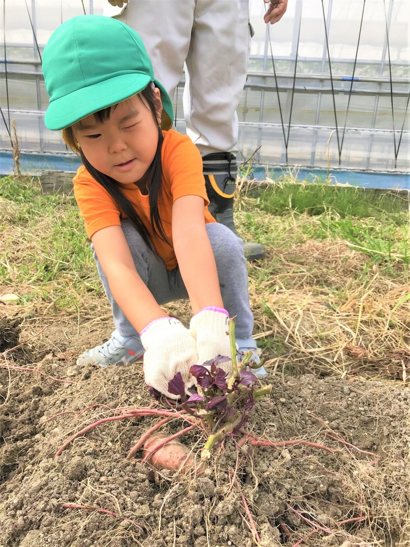 名古屋市緑区のプリスクール「SukuSuku English Preschool 浦里」では、提携している農園で自然と触れ合えます